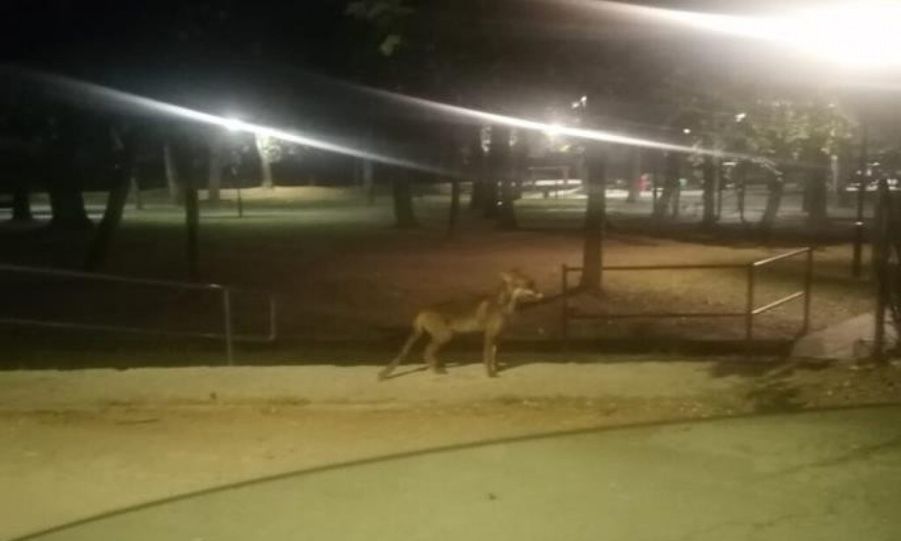 DIVLJA ZVER SNIMLJENA U PARKU U PRIJEPOLJU Veterinar upozorava: "Kada su umiljate i mirne, tada s besne i opasne"