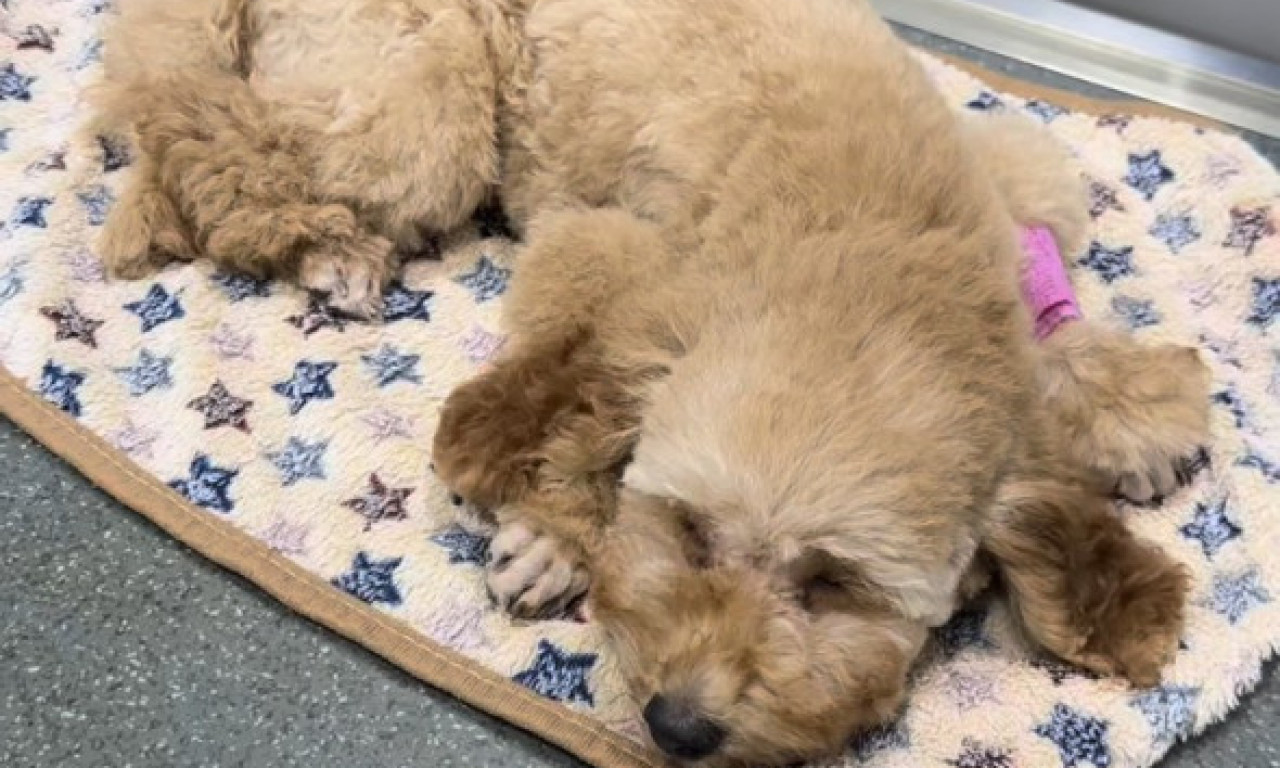 SRCEPARAJUĆA TRAGEDIJA! Štene preminulo nakon posete groomeru – Vlasnica slomljena, oglasila se i Marija Šerifović