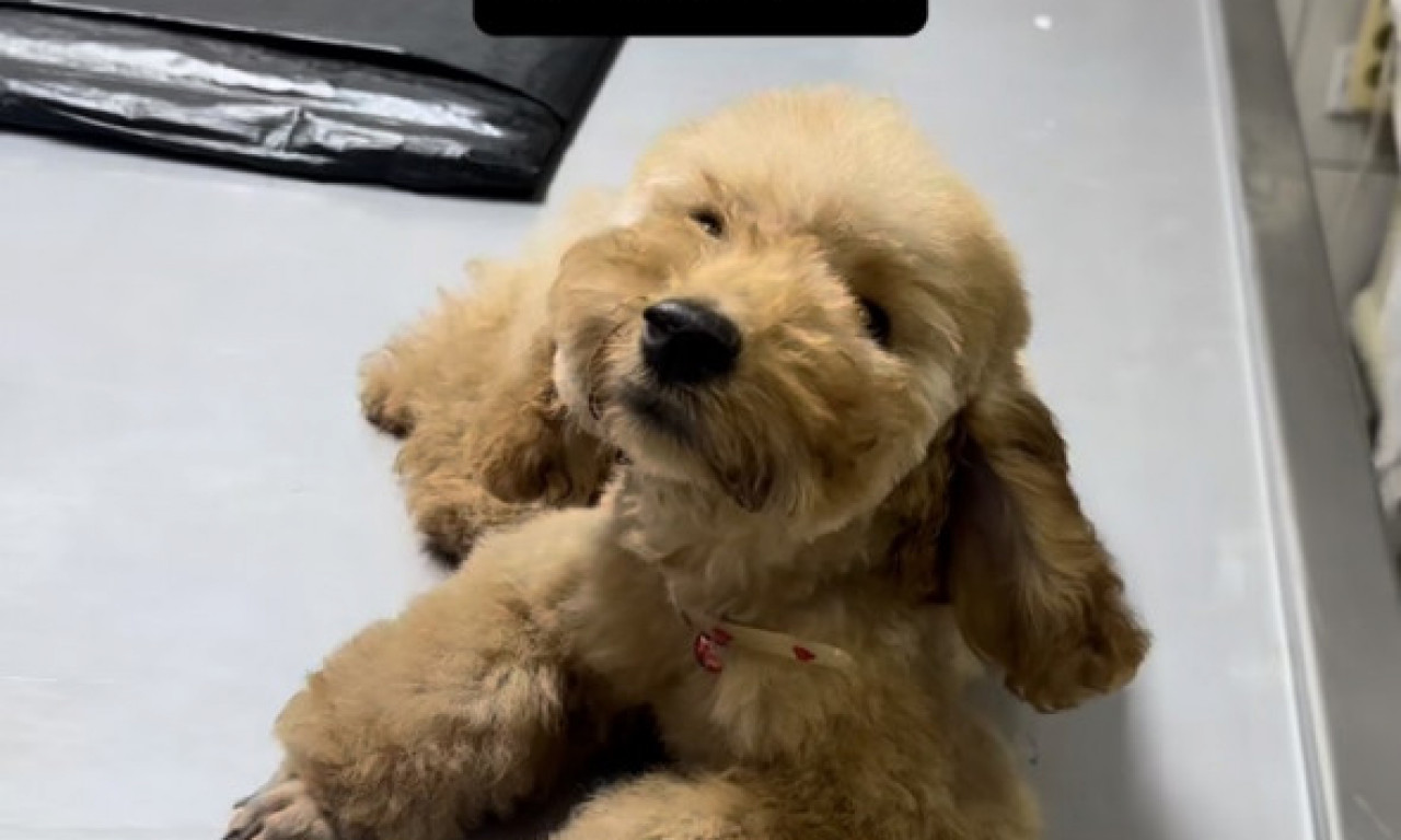 OGLASIO SE VLASNIK SALONA POVODOM SLUČAJA KOJI JE SRBIJU DIGAO NA NOGE: Pudlica Tili preminula nakon tretmana!