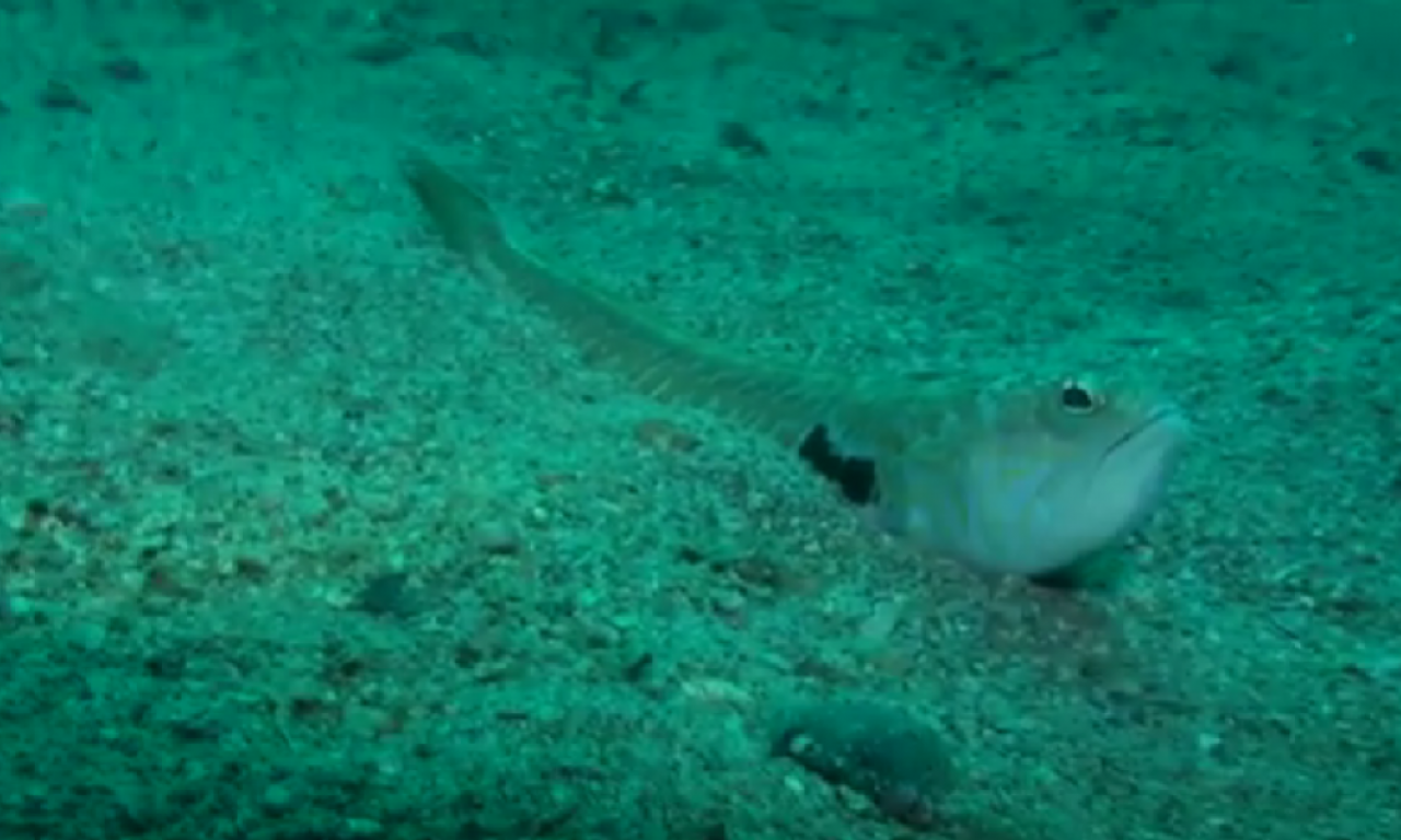 ŠTA AKO VAS OTRUJE RIBA PAUK? Preplavila je omiljeno srpsko letovalište! (VIDEO)