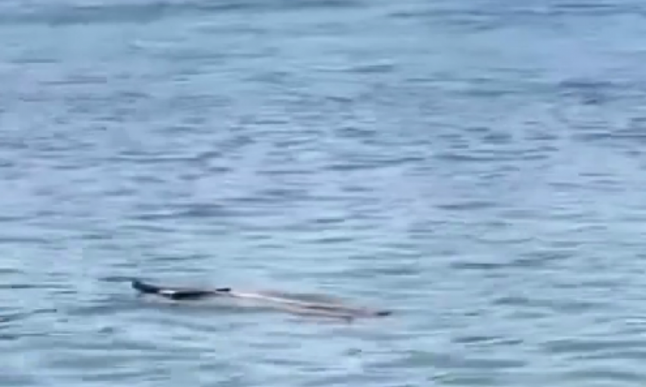 ŠTA TO PLUTA SAVOM? Pašće vam na pamet sve - osim ovoga (VIDEO)