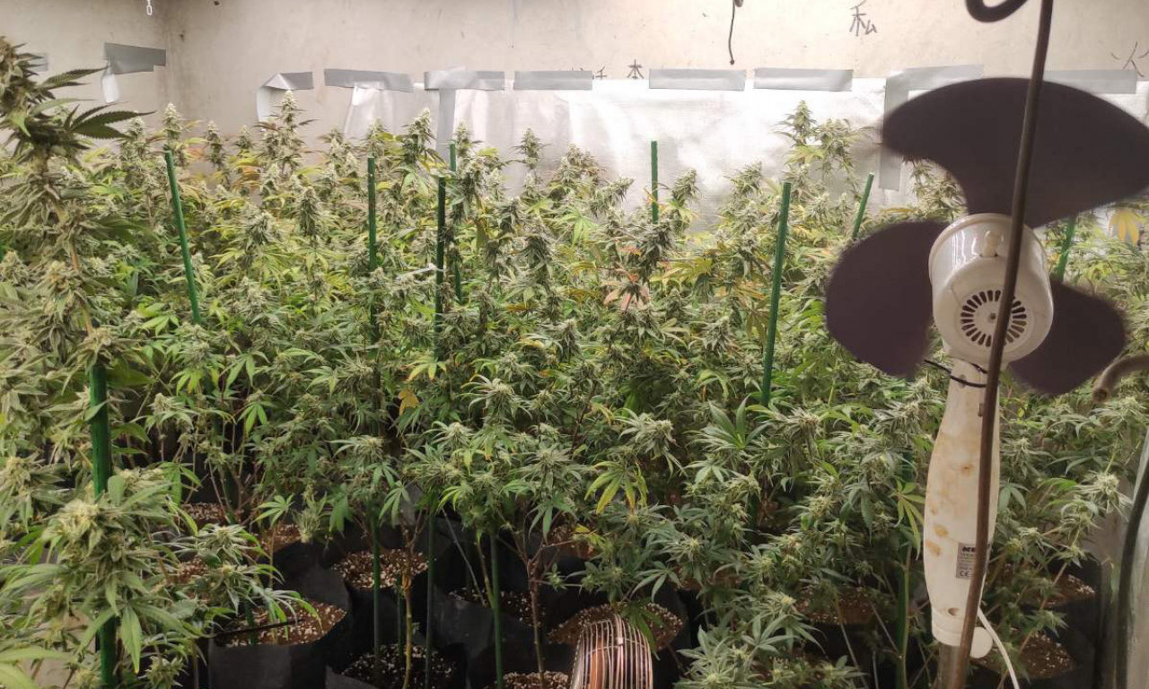 OTKRIVENA LABORATORIJA MARIHUANE NADOMAK BEOGRADA Evo šta je policija još sve pronašla (FOTO)