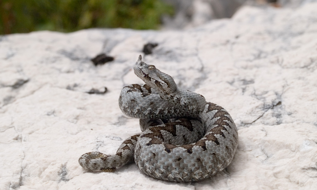 ŽENA UMRLA OD UJEDA POSKOKA I pored svih napora lekara, nije izdržala