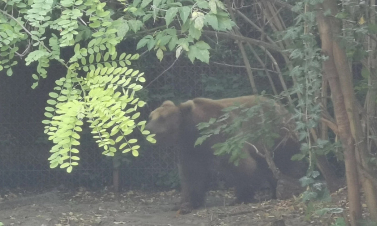 OPASNOST KOD PERUĆCA! Hitan apel iz NP Tara - evo kada ne smete da se krećete obalom, poznat i razlog