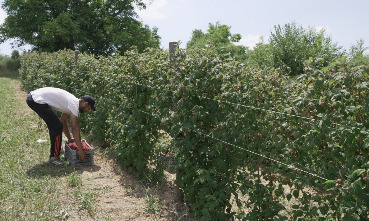 DNEVNICA 5.000 DINARA, PLAĆEN SMEŠTAJ, HRANA I PREVOZ! Ovaj posao u Srbiji hoće čak i Pakistanci da rade (FOTO+VIDEO)