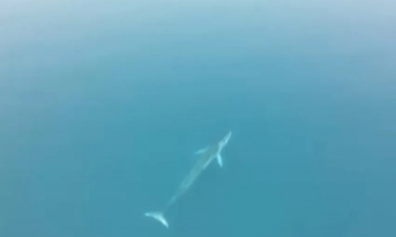 POJAVIO SE JOŠ JEDAN SNIMAK KITA U JADRANSKOM MORU: Snimljen je pod morem, evo dokle je stigao! (VIDEO)