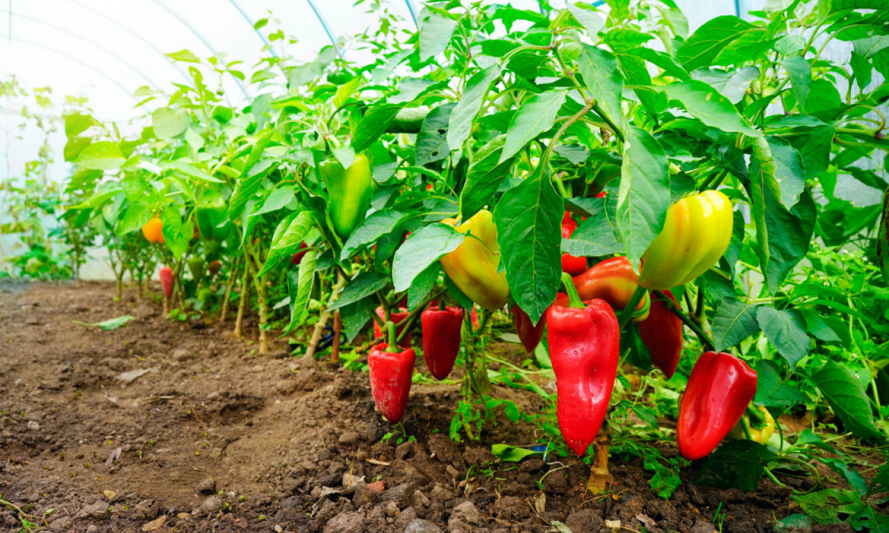 KAD PAPRIKA KRENE DA BUJA Ovo su tri stvari koje morate uraditi odmah