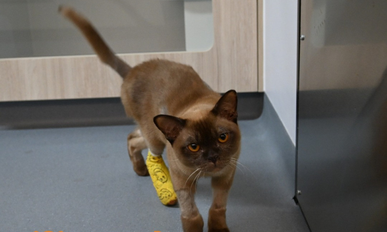 ZAVRŠIO U MAŠINI ZA VEŠ, PA PREŽIVEO ČUDO Devetomesečni mačić Pablo pobedio 3.000 obrtaja i ciklus pranja!