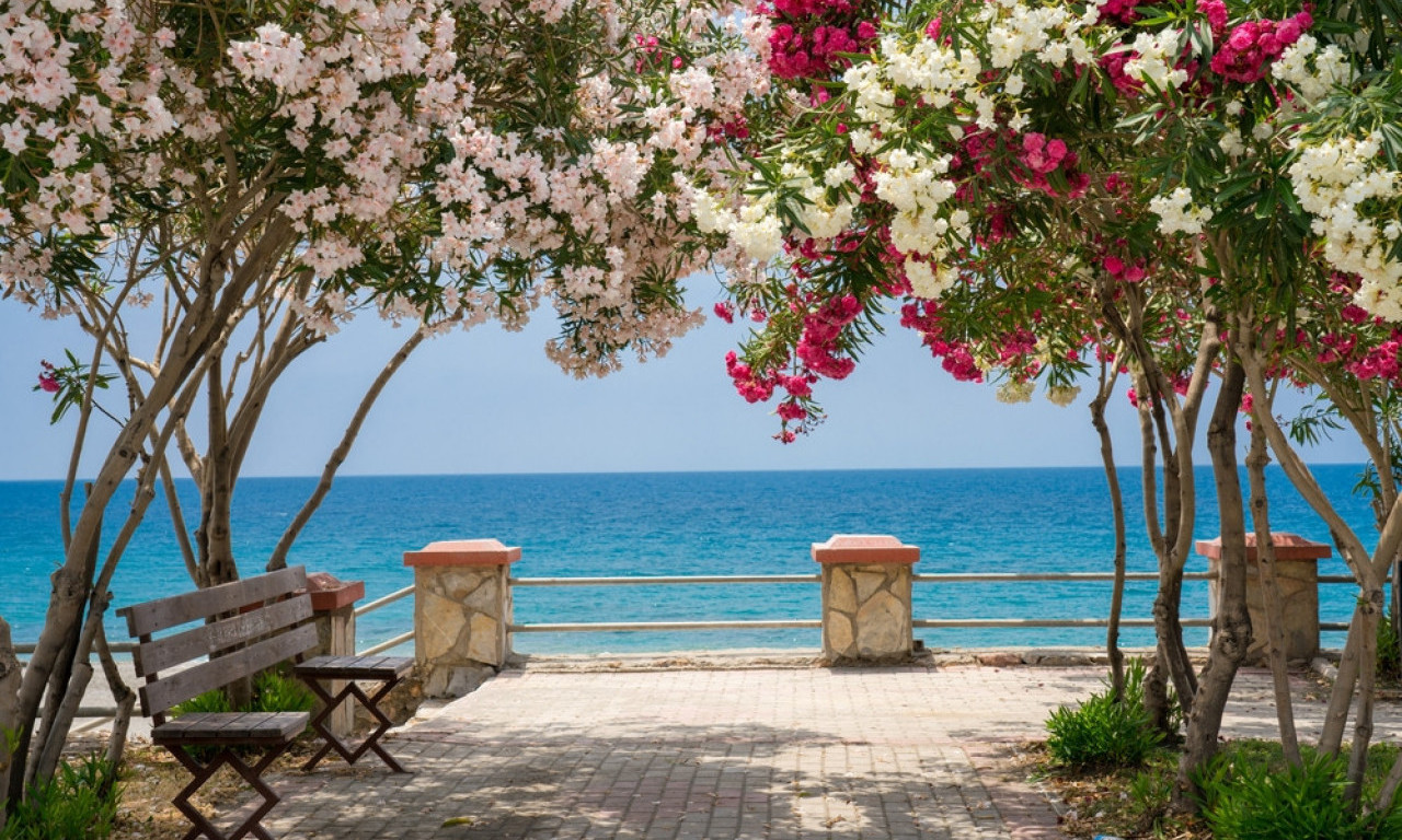 MEDITERANSKI UGAO U VAŠEM VRTU Gajite oleander kao dekorativno drvo