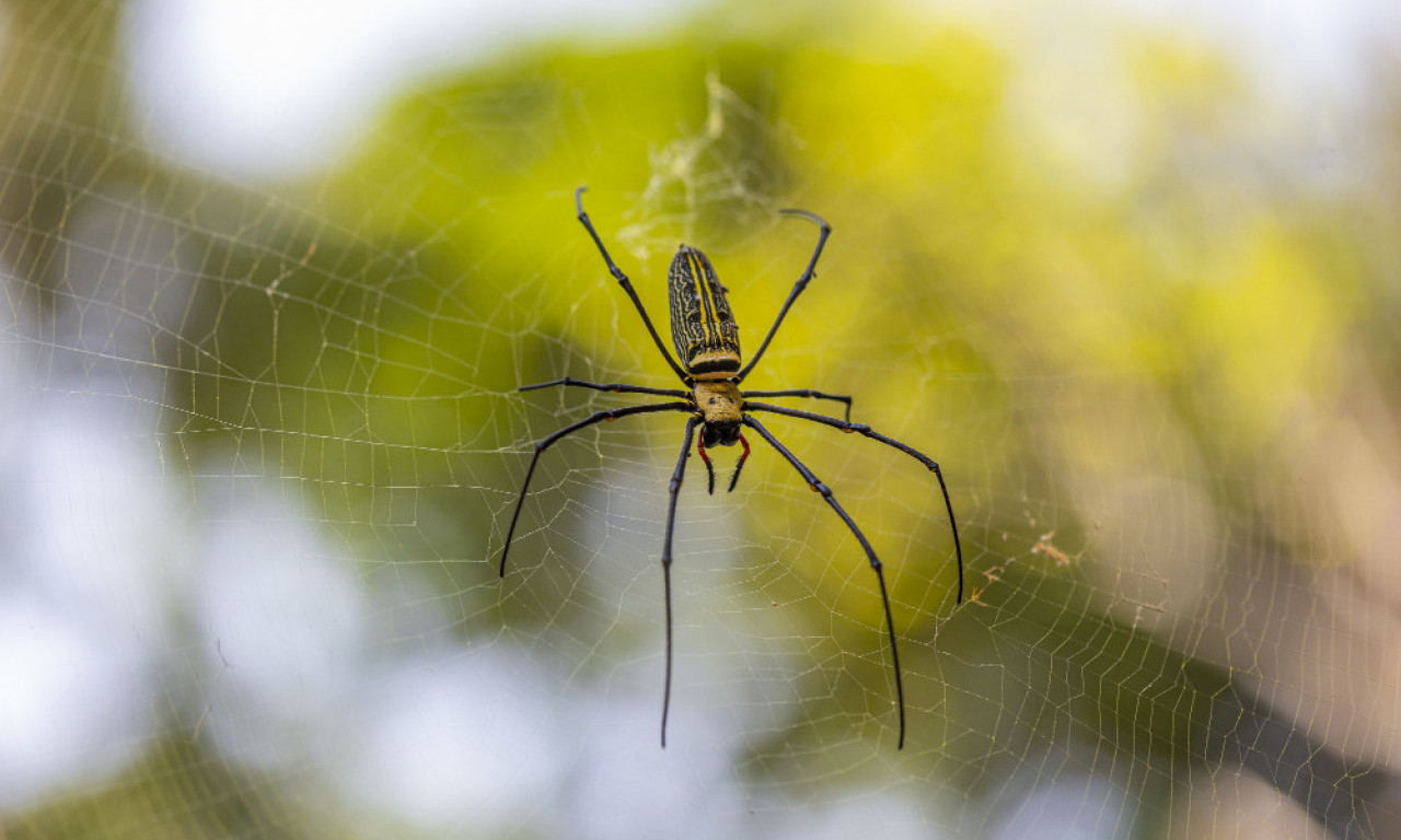 IMATE PAUKE U KUĆI? Evo kako da ih se zauvek rešite – detaljan vodič!