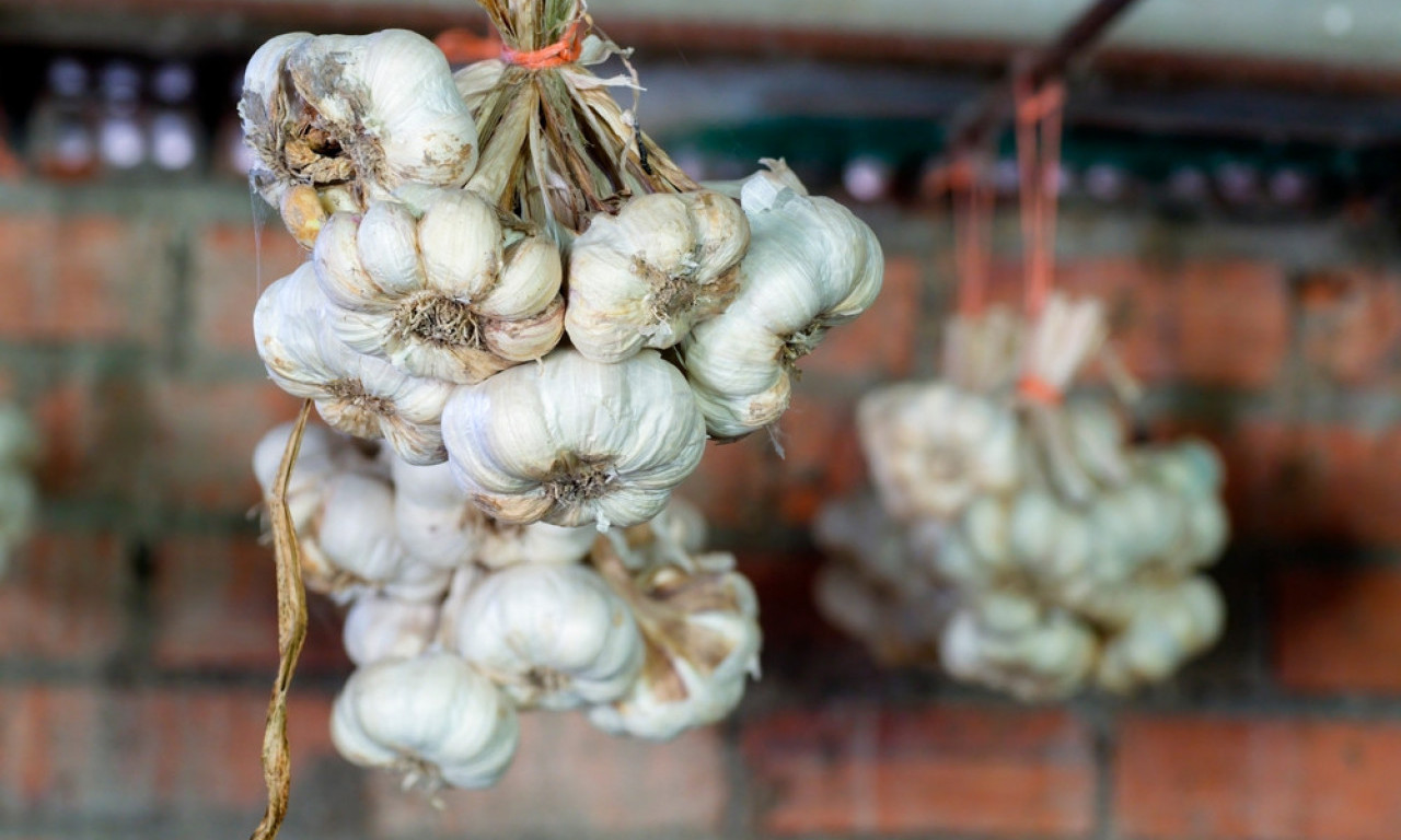 OVAKO SE ČUVA BELI LUK OD PROPADANJA DO PROLEĆA