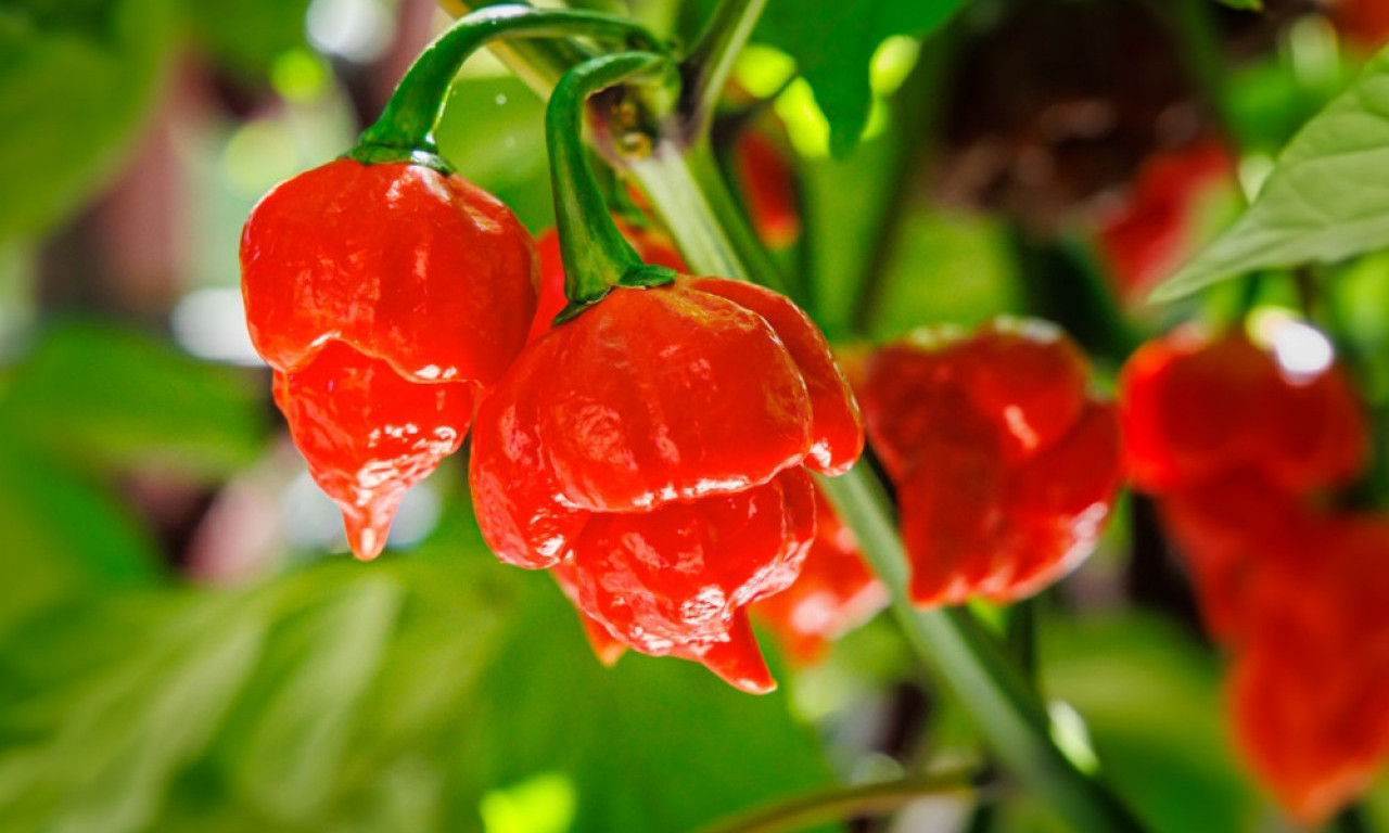 VATRENA LISTA 10 najljućih paprika na planeti – od broja 1 se umire!