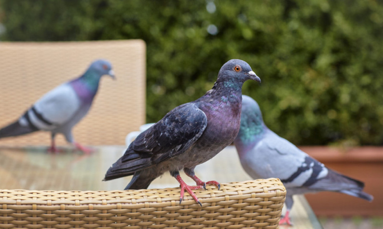 NEĆE VIŠE SLETATI NA VAŠU TERASU Trikovi da golubove oterate zauvek