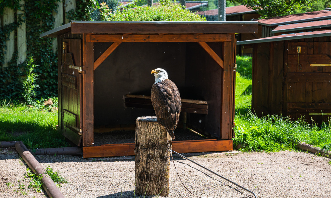 TRAMP U RUSKOM ZOOLOŠKOM VRTU Smiren, razuman i veoma pažljiv
