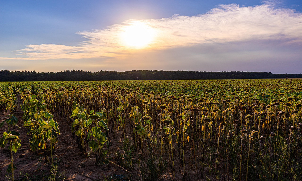 NAJVEĆA SUŠA IKADA ZABELEŽENA! U ovih 8 gradova u Srbiji tokom juna NIJE PALO NI KAPI KIŠE – Stručnjaci dali upozorenje