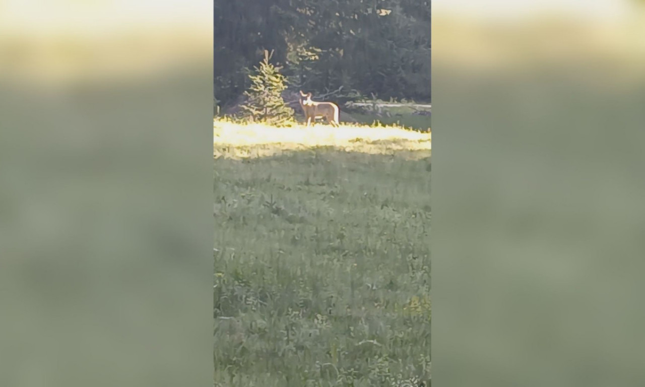 RADOVAN OČI U OČI SA OPASNIM VUKOM NA 300 METARA OD KUĆE Ono što se desilo na Durmitoru događa se jako retko (VIDEO)