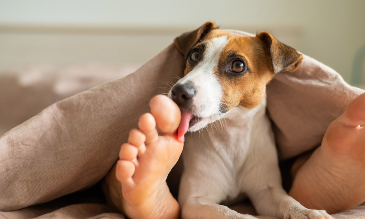 ZAŠTO VAM PAS LIŽE NOGE? Evo šta vam zapravo pokušava reći (i kada da se zabrinete)