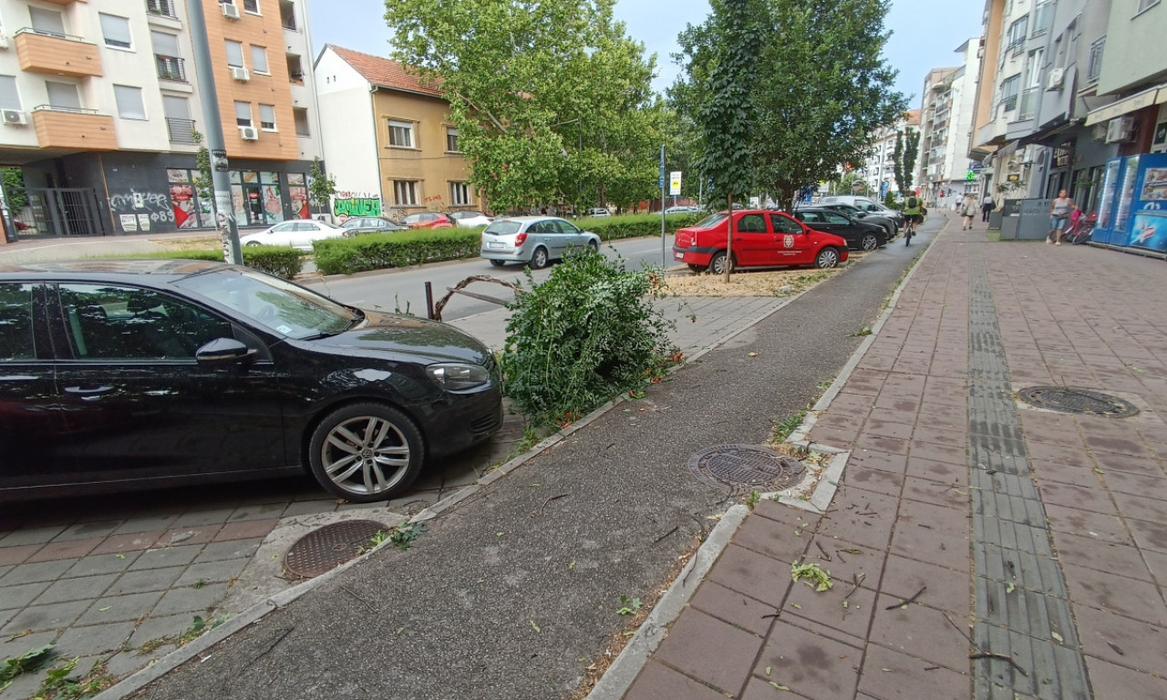 NA OVOM MESTU DRVO JE PALO NA DEVOJČICU Pogledajte fotografije sa Detelinare (FOTO)