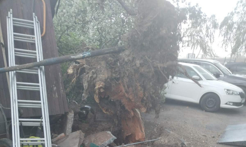 ZASTRAŠUJUĆE Drvo se obrušilo na automobil i bukvalno ga spljoštilo, haos u centru Jagodine (FOTO)