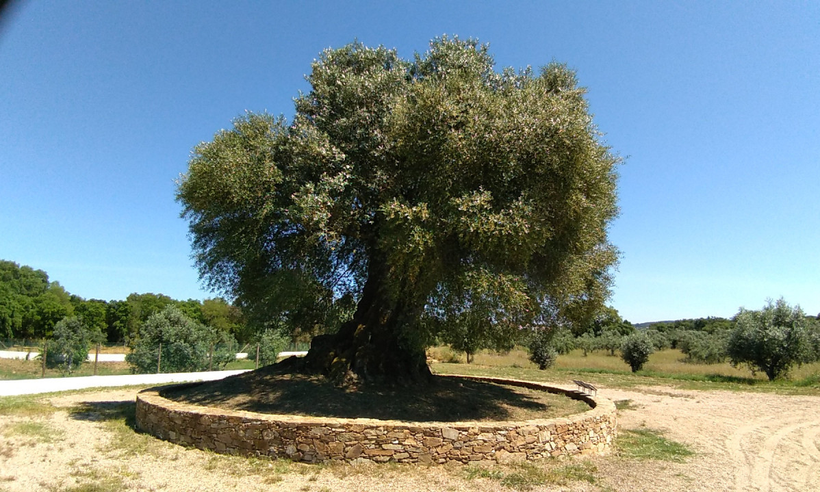 PRIČA O MASLINI POSLE KOJE NEĆETE BITI ISTI Kad je pročitate jednom, čitaćete je svakog dana (FOTO)