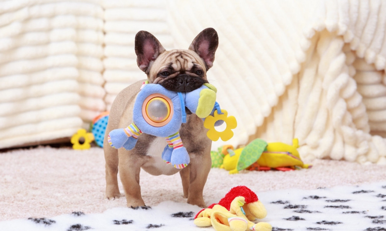 IGRAČKA JE TU, ALI PAS JE NE VIDI? Zato što vide samo ove dve boje!