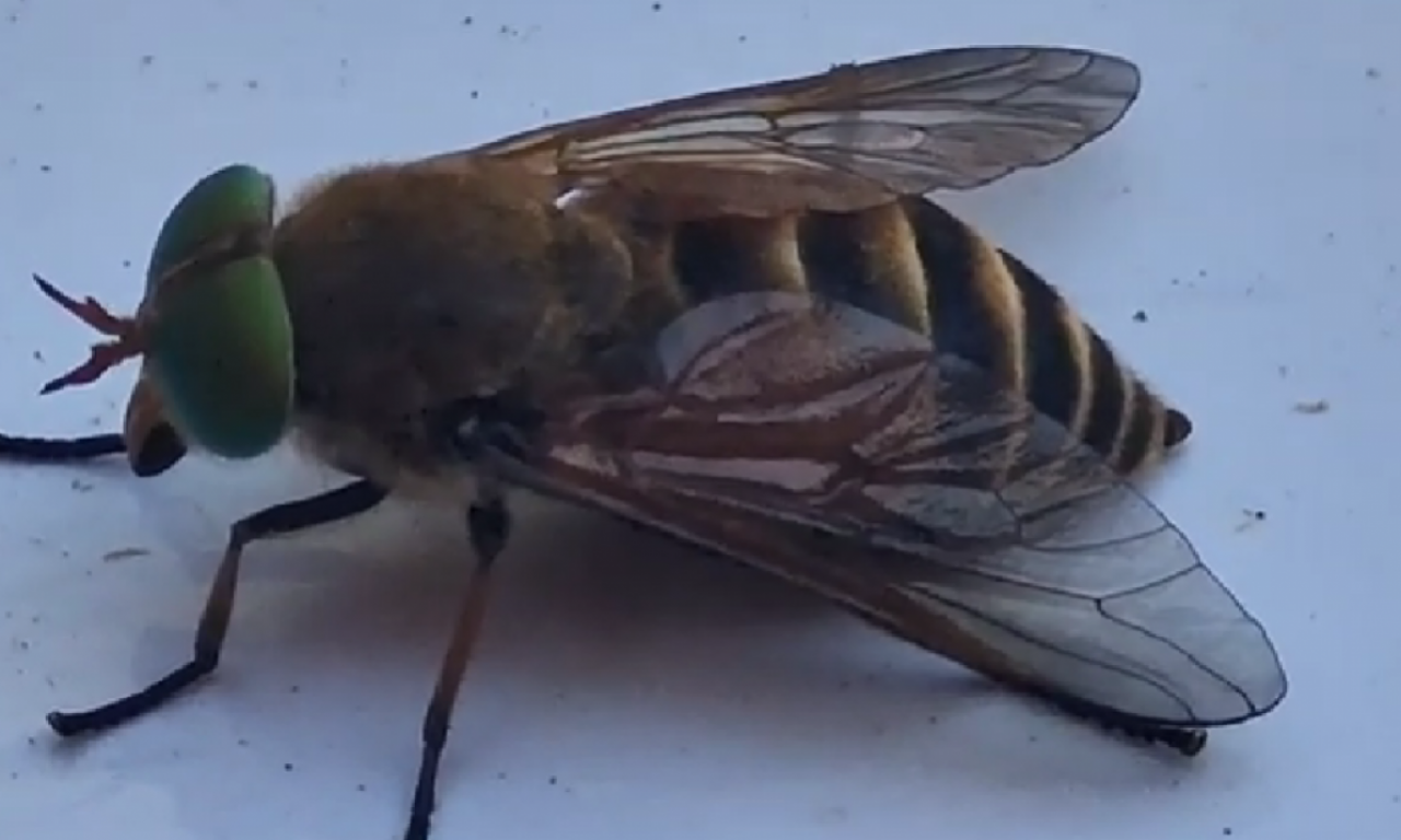 ŠTA AKO VAS NA LETOVANJU UJEDE KONJSKA MUŠICA? Obad "seče kožu" i ostavlja otvorenu ranu, a prenosi opasnu infekciju!