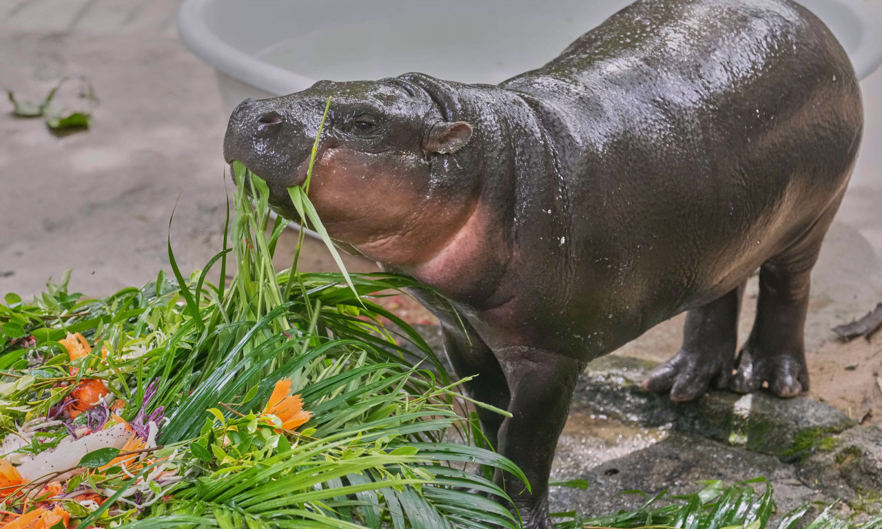 OVO JE NEŠTO NAJSLAĐE ŠTO ĆETE VIDETI DANAS! Pogledajte najlepši snimak koji je raznežio ceo svet (FOTO+VIDEO)