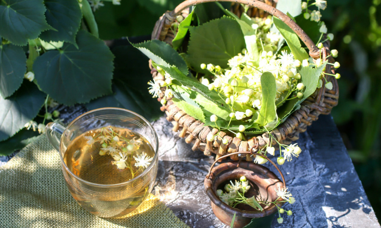 SOK OD SUŠENE LIPE JE HIT Stari narodni recept koji vraća snagu i osvežava bolje od bilo kog sirupa!