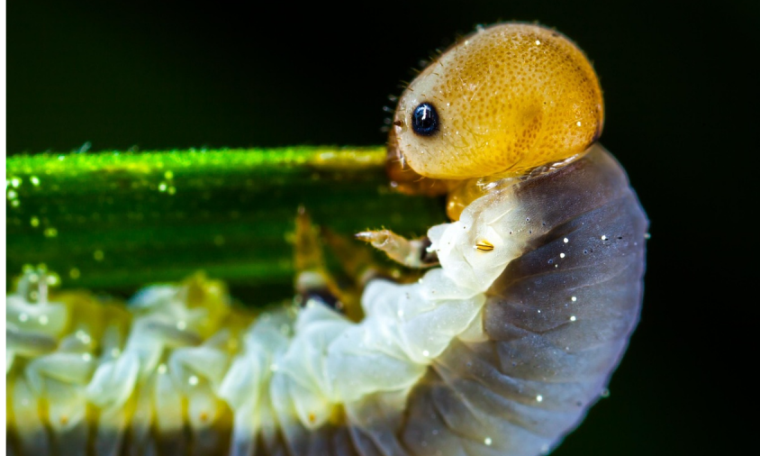 AMERIKA IZ AVIONA IZBACUJE STOTINE MILIONA MUVA Vašington u ratu sa nemani koja jede živo meso!