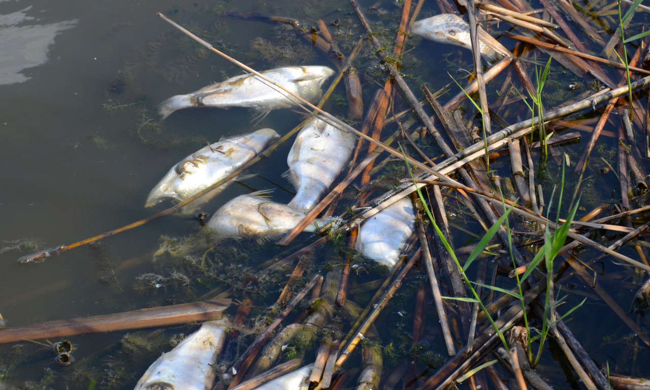 VELIKI POMOR RIBE NA RECI RAŠKI Tužilaštvo istražuje uzrok