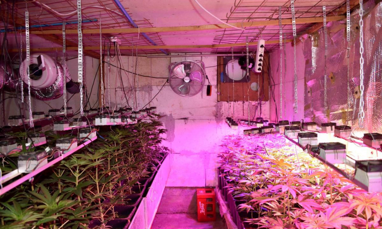 U ODVOJENIM AKCIJAMA UHAPŠENA DVA DILERA Deka iznajmio kuću, pa napravio laboratoriju za uzgoj droge (FOTO)