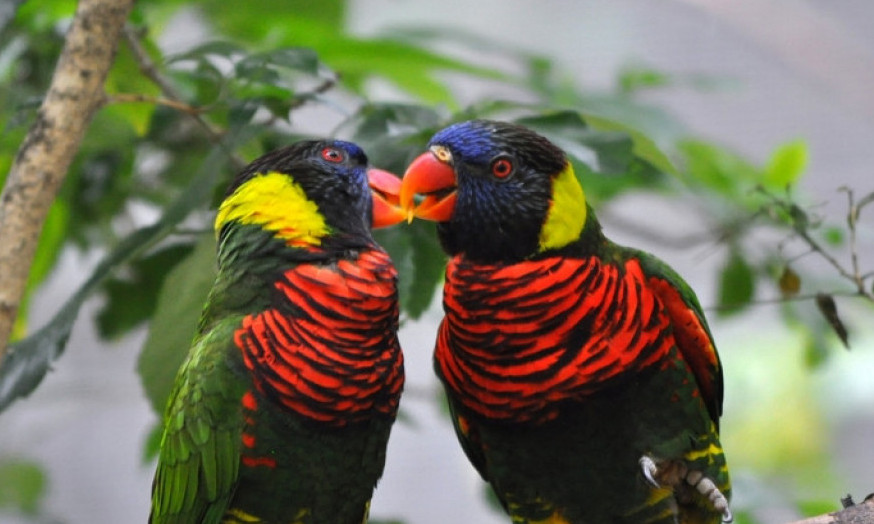 I ONI VOLE DA SE LJUBE... Ove životinje pokazuju nežnost na sličan način kao i mi!