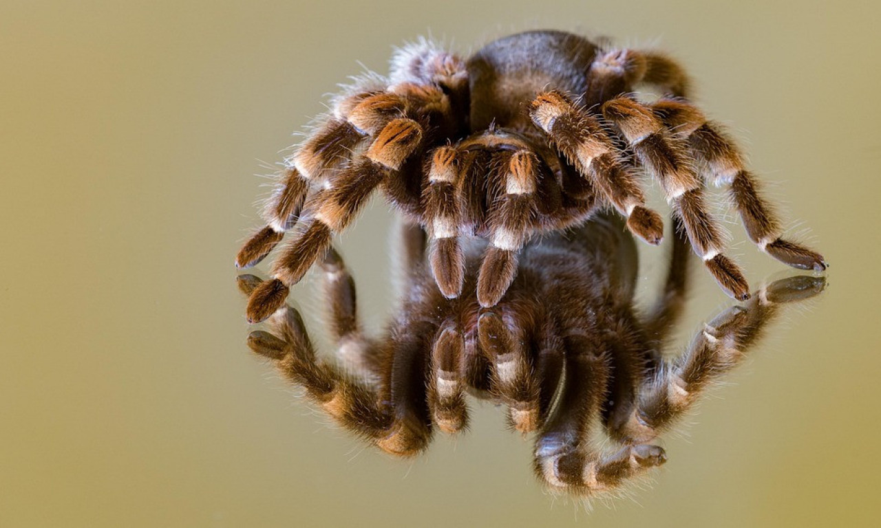 U ISPORUCI KEKSA PRONAĐENO 1.500 TARANTULA! Horor na evropskom aerodromu!
