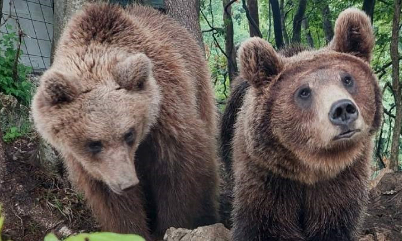 GRAĐANI, OPASNOST VREBA! MEČKA VIĐENA KOD PERUĆCA Stiglo hitno upozorenje - evo šta treba da radite ako ih sretnete