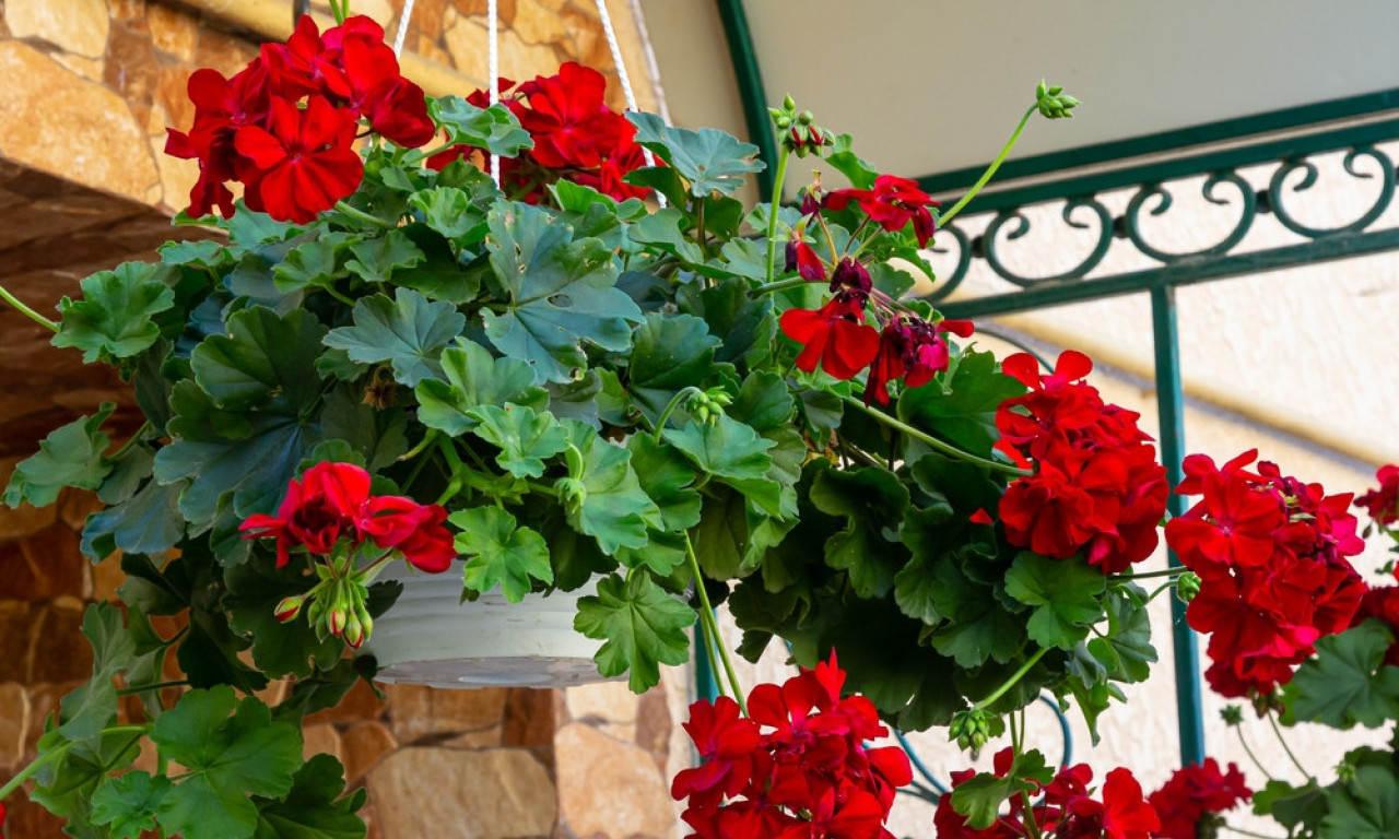 DA VAM MUŠKATLE BUDU BUJNIJE OD KOMŠINICINIH Probajte ovaj trik sa pivom, nećete zažaliti