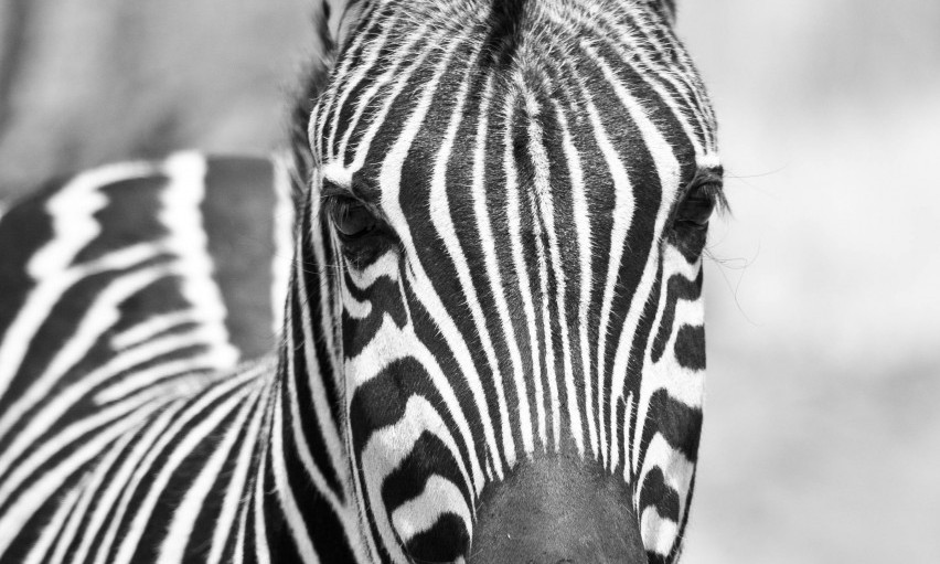 ZEBRA POBEGLA IZ BEOGRADSKOG ZOO VRTA: Životinja povredila dete i muškarca