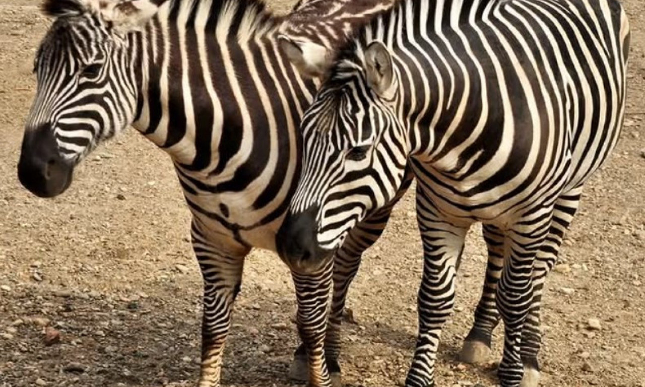 K1 INFO OTKRIVA DETALJE: Evo kako je zebra pobegla iz Zoo vrta, jednoj porodici se smučila poseta