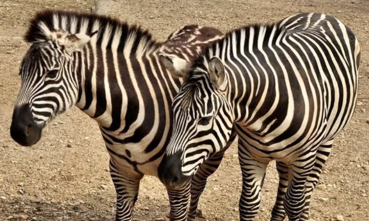 K1 INFO OTKRIVA DETALJE: Evo kako je zebra pobegla iz kaveza Zoo vrta, ima povređenih (VIDEO)