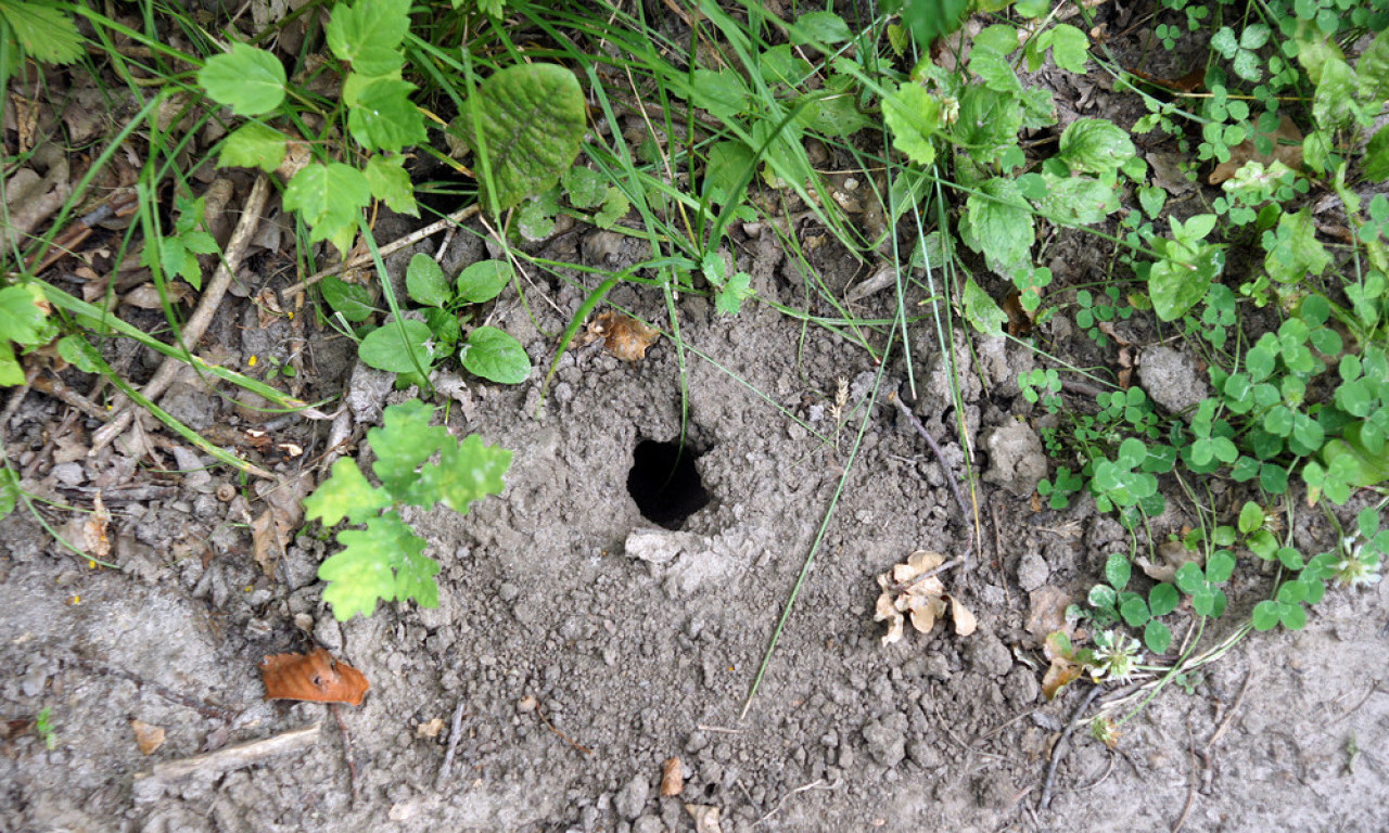 IMATE LI OVAKVE RUPE U DVORIŠTU? Ne ignorišite – moguće je da su od zmija!