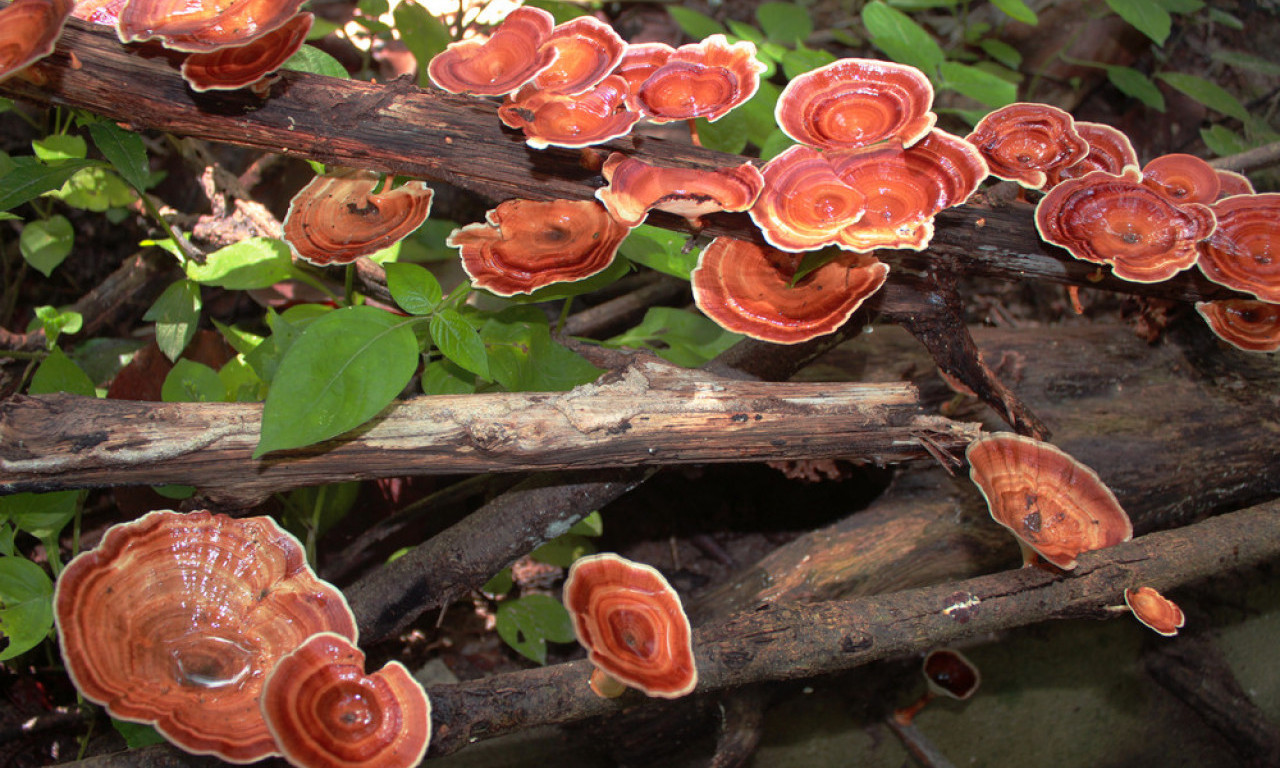 REIŠI GLJIVA - KAKO LEČI OD GLAVE DO PETE Gde kupiti u Srbiji