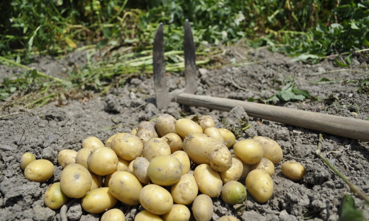 DA LI JE VREME ZA VAĐENJE KROMPIRA? Mnogi žure, a ovako ćete sačuvati svaki kilogram roda