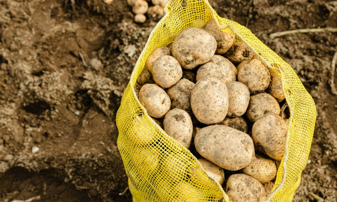 PRIRODNO ĐUBRIVO ZA VAŠU BAŠTU: Za bolji rod krompira i da vam luk bude otporan i ne truli!