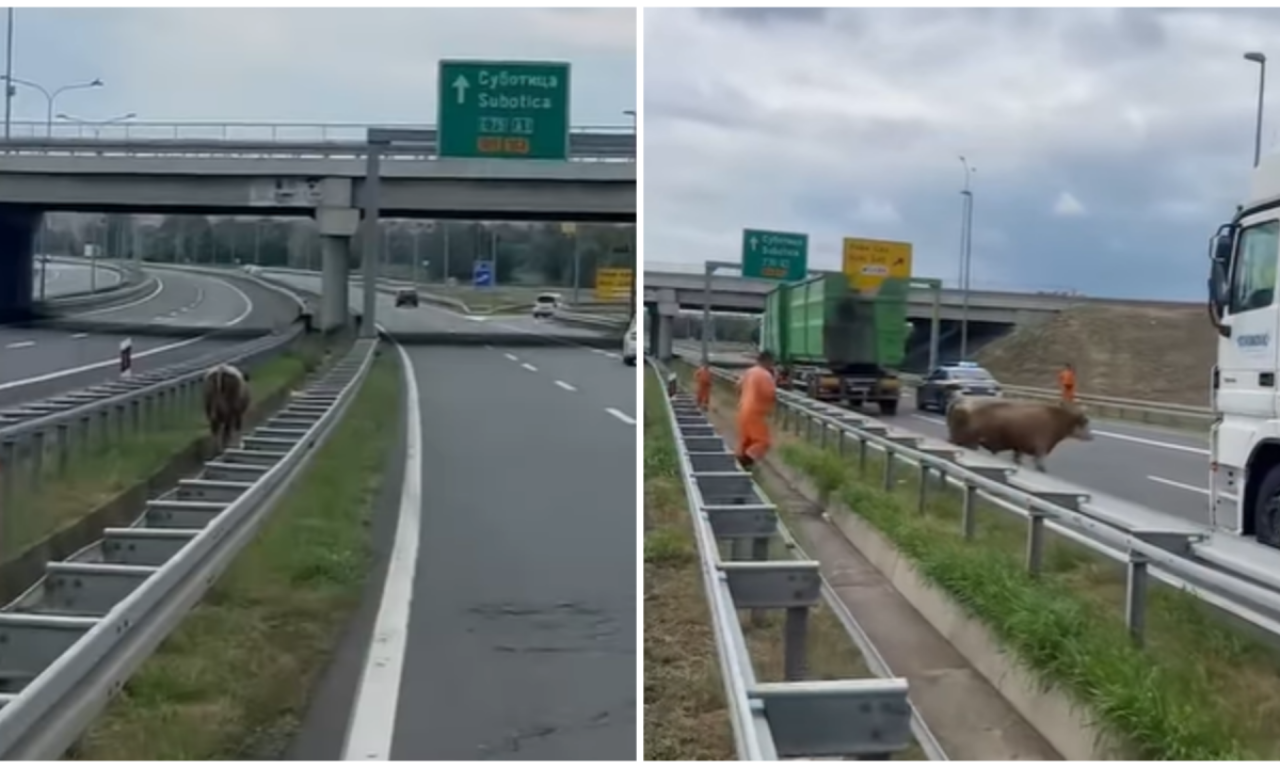 ODBEGLI BIK NAPRAVIO HAOS NA AUTOPUTU! Policija i putari u divljoj poteri za životinjom - obratite pažnju kako vozite!