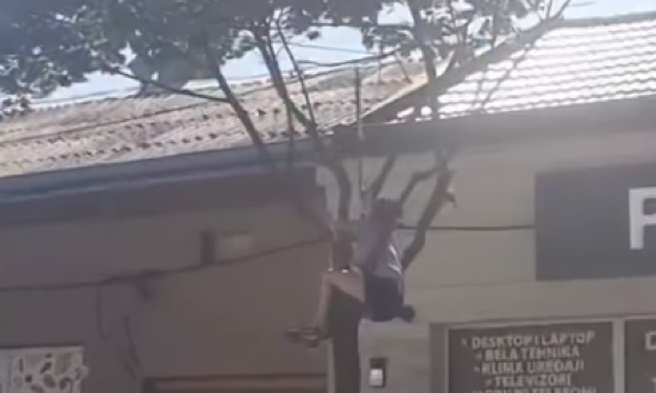 NEVEROVATNE SCENE U ŠAPCU! Devojka se popela na drvo, građani stali da gledaju – evo zašto (VIDEO)