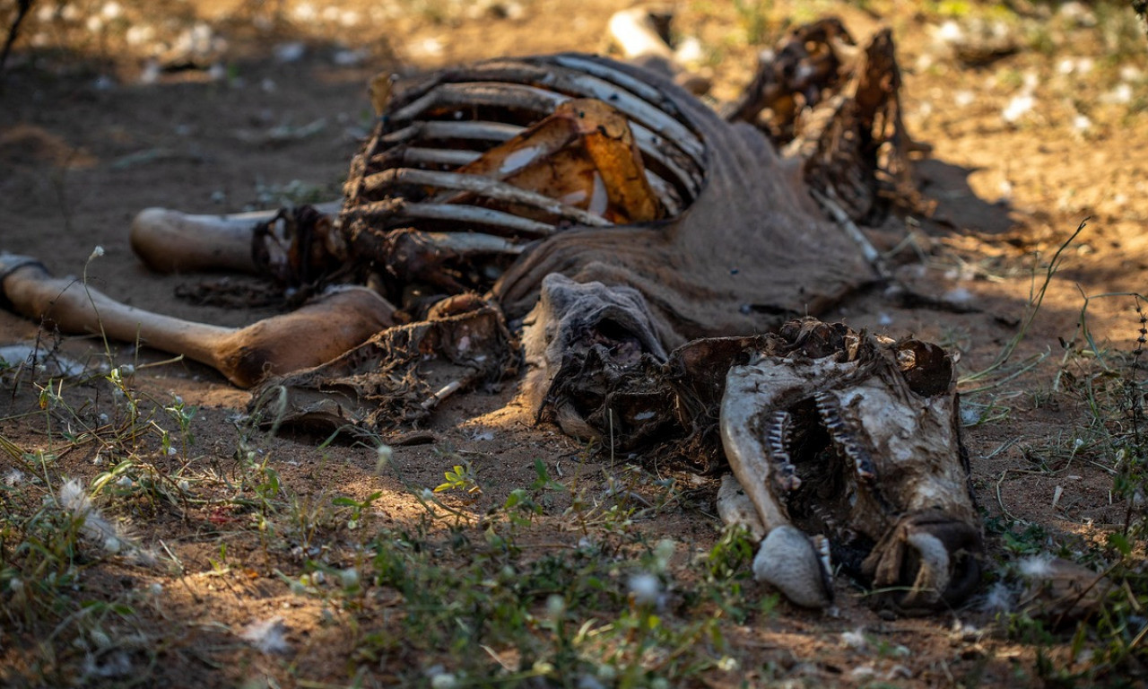 ANTRAKS U HRVATSKOJ! Zaraženo 60 goveda, 4 porodice ugrožene - zabranjena upotreba mleka i mesa