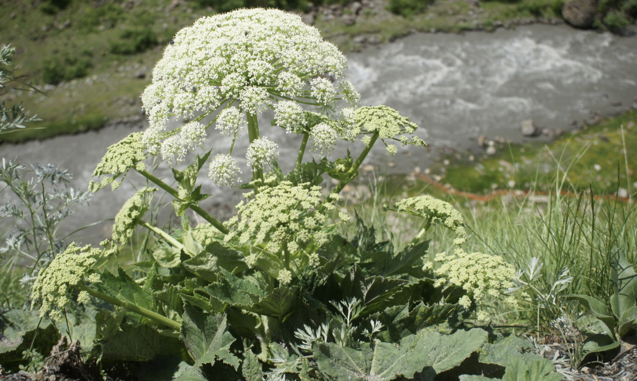 NE JEDITE I NE PIPAJTE TU BILJKU: Za K1info potvrđeno da je na parceli u Kovilovu uočena opasna biljna vrsta