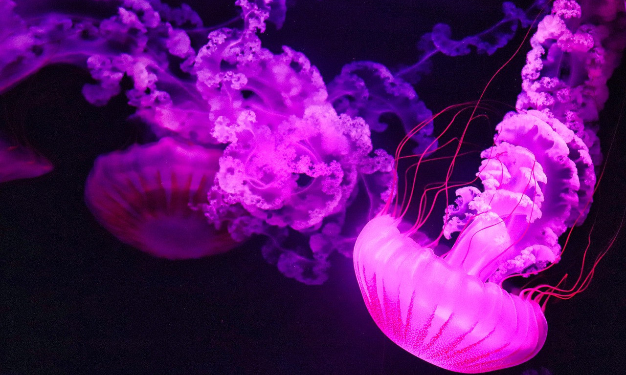 PANIKA U GRČKOJ! Pojavila se otrovna ljubičasta meduza – evo šta može da vam uradi