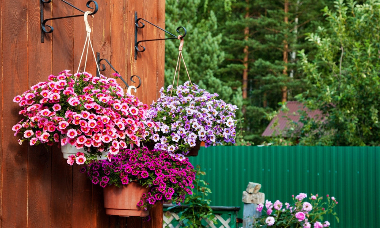 NE DOZVOLITE DA VAM VISEĆE CVEĆE PROPADNE Evo šta morate da uradite sada