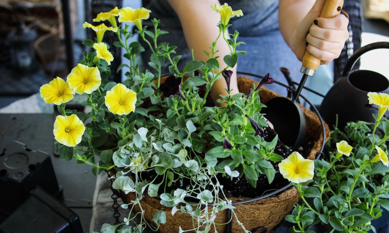 ZATO VAM CVEĆE PROPADA Zbog ovih grešaka vaše petunije se suše i ne cvetaju