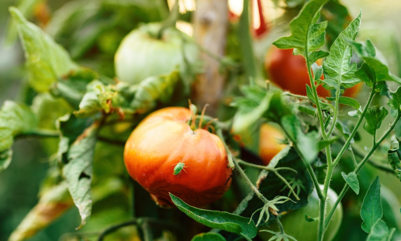 ZELENA BUBA PRAVI HAOS U PLASTENIKU Rešite se smrdljivog martina uz prirodni sprej